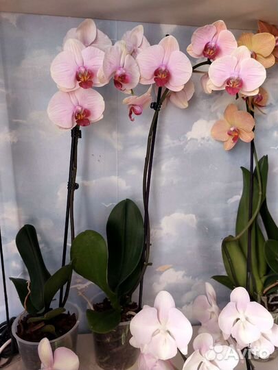 Орхидеи разные, цветет сейчас