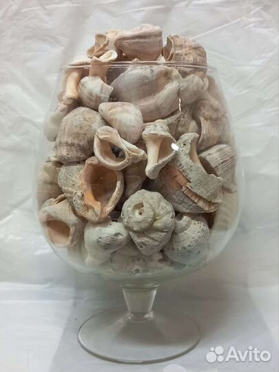 Морские ракушки