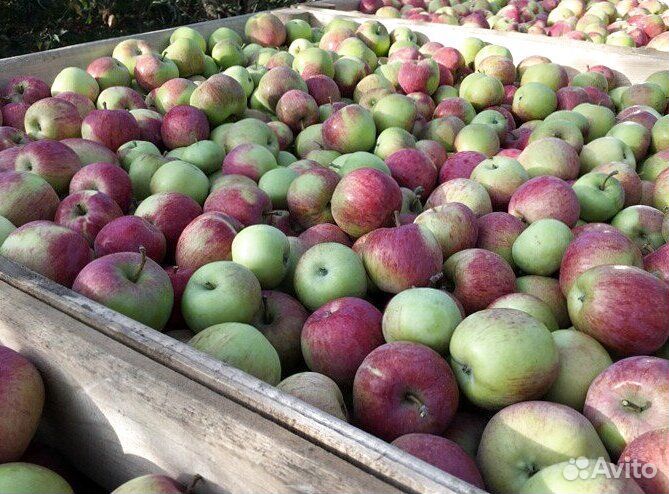 Работа Сборщиком яблок