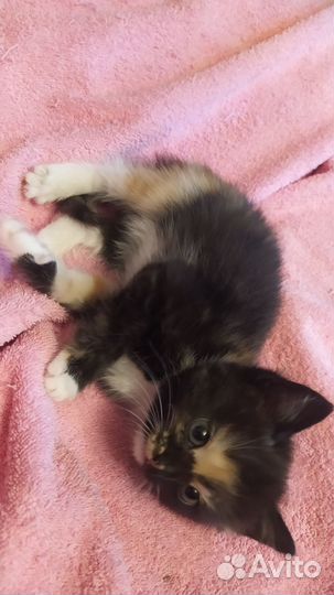 Принцесса - кошечка