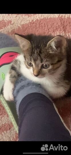 Европейская