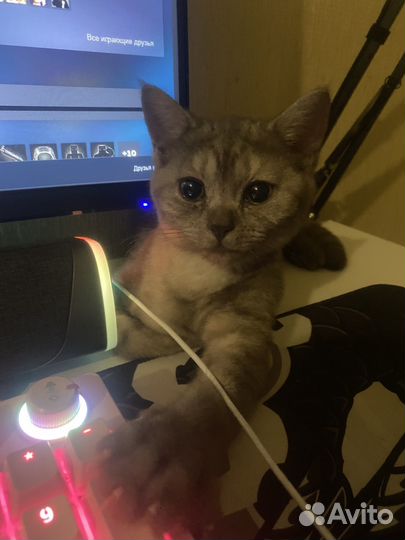 Котенок девочка