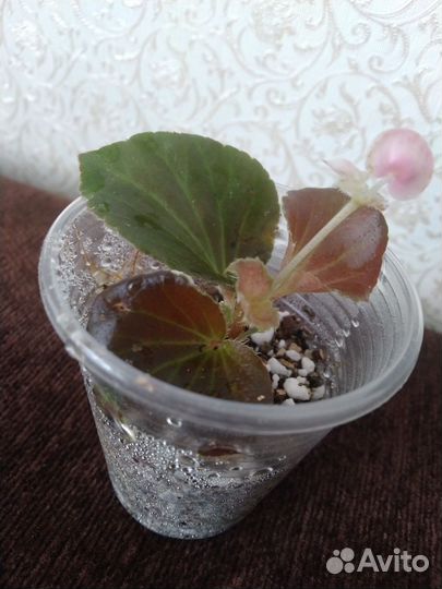 Бегония вечноцветущая махровая