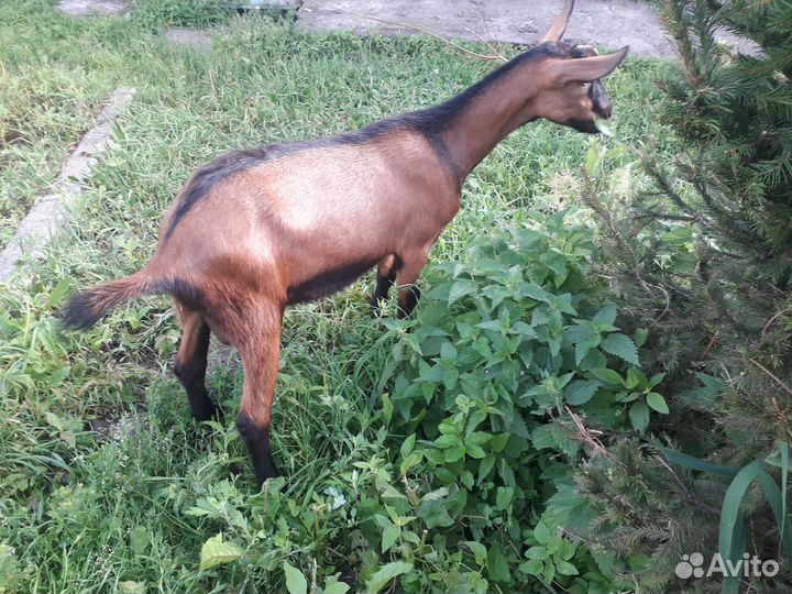 Продам козлят