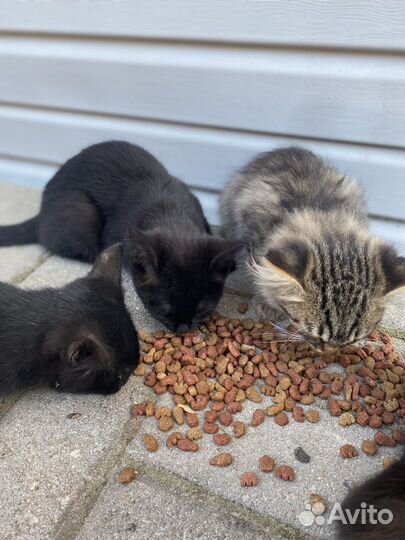 Котенок в добрые руки