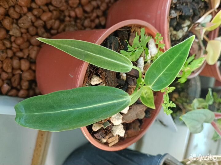 Антуриум варока