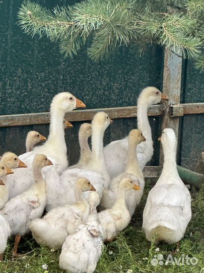 Гусята