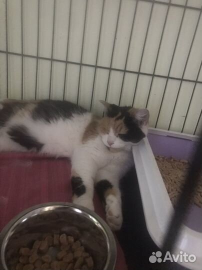 Черепаховая кошка