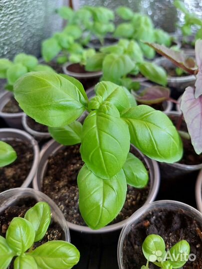 Базилик рассада