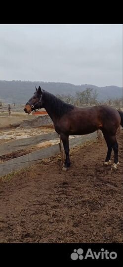 Карачаевский жеребец