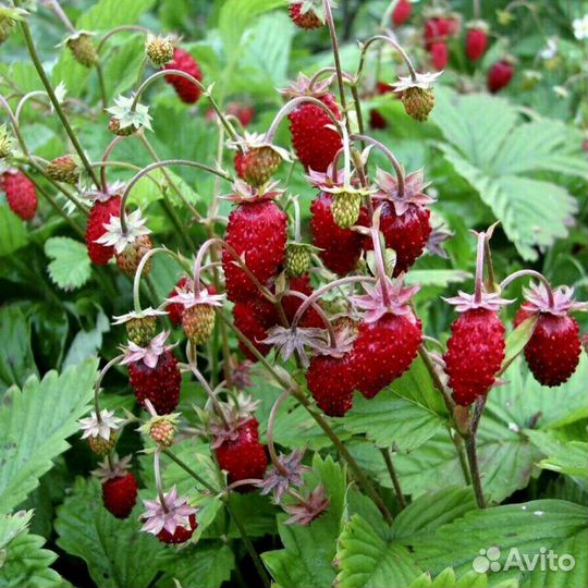 Рассада Клубники Эль Санта и садовой Земляники