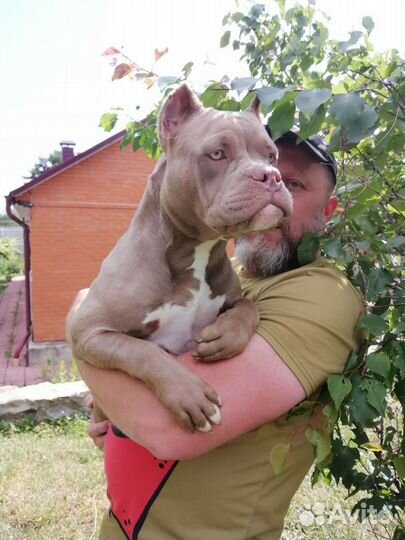 Американский булли девочка