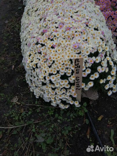 Продаём многолетние цветы. Дубочки, мульти флора