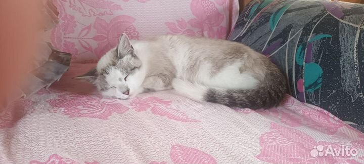 Кошка