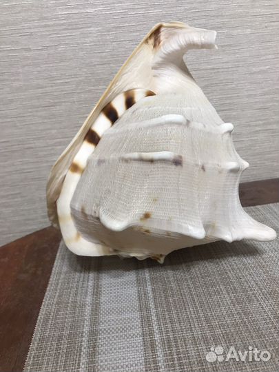 Ракушка морская большая