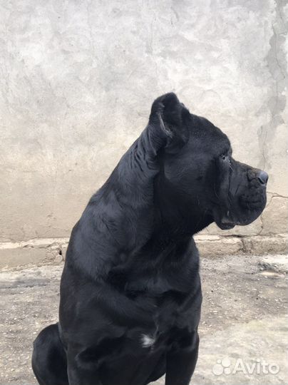 Кане Корсо