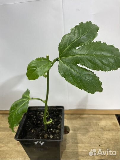 Маракуйя -пассифлора Эдулис