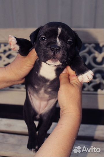 Американский булли покет