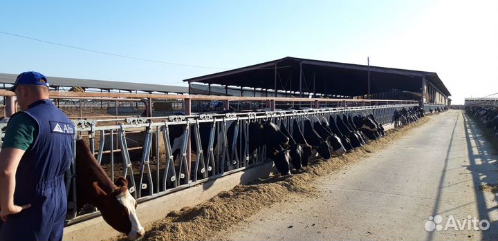 Обезроживание козлят, телят