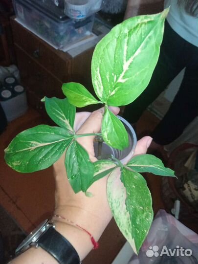 Сингониумы сортовые, сциндапсус