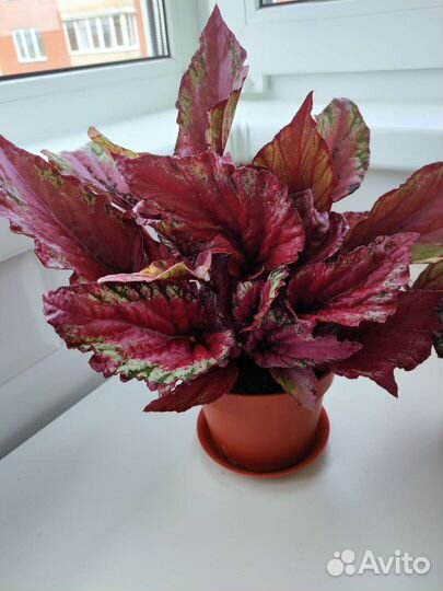 Бегония Рекс