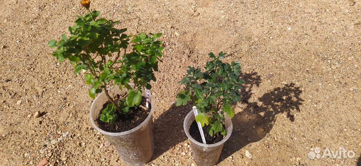 Хризантема мультифлора бронзовая