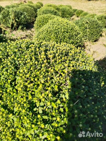 Хризантема мультифлора