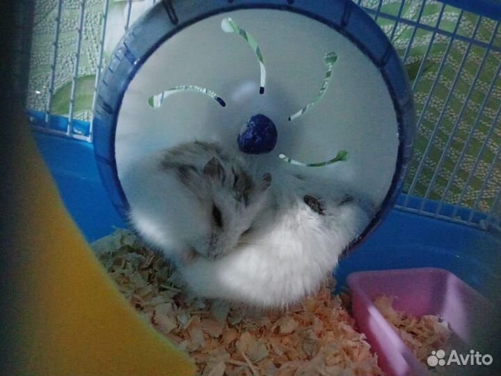 Джунгарский хомяк с клеткой