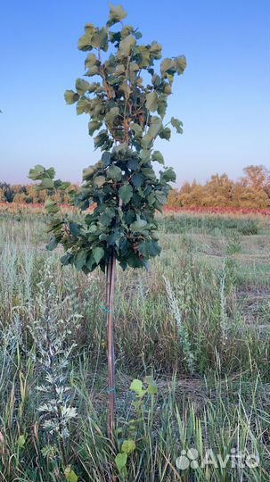 Деревья клён рябина липа