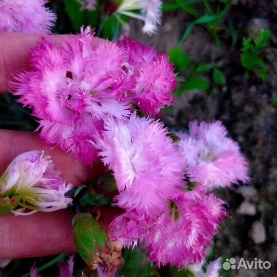 Многолетняя махровая гвоздика-зимостойкая