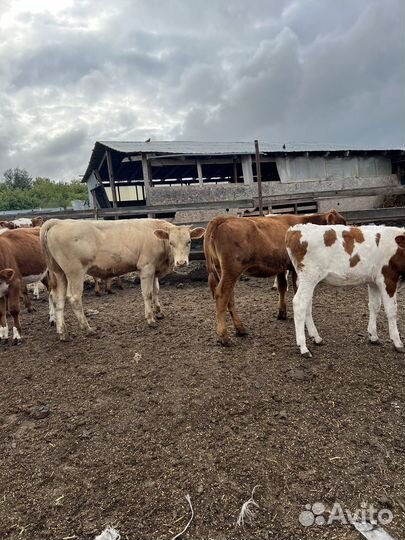 Бычки телки