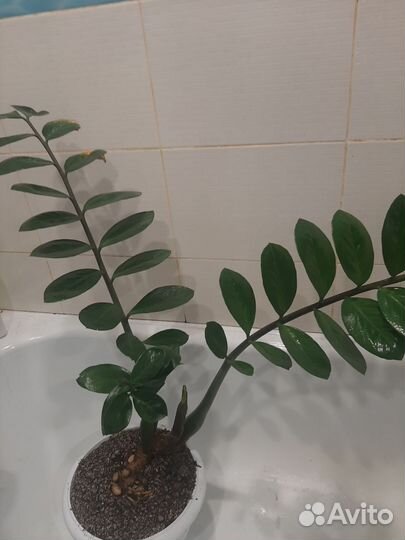 Замиокулькас