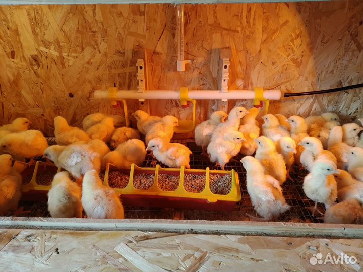 Цыплята бройлера в наличии