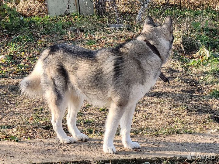 Вязка аляскинский маламут