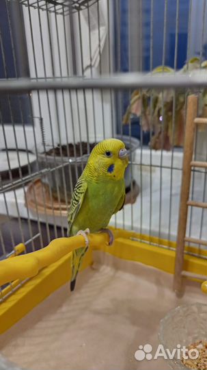 Птенец волнистый попугай