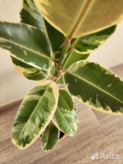 Фикус эластика тинеке