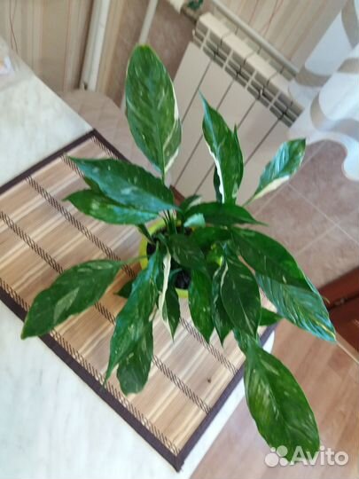 Спатифиллум даймонд