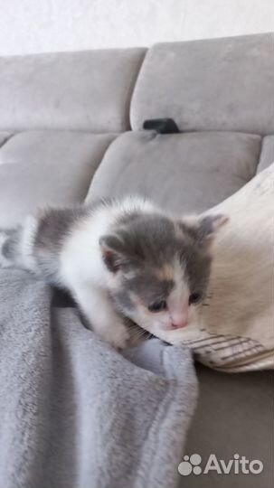 Отдам котенка в добрые руки породистые