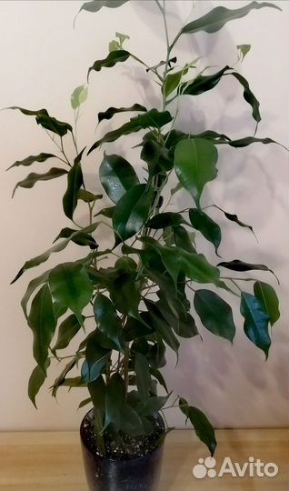 Фикус бенджамина