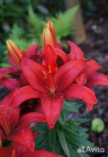 Лилия саженцы Тайни Хоуп