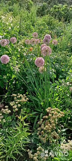 Лук многоярусный, слизун, лук Суворова