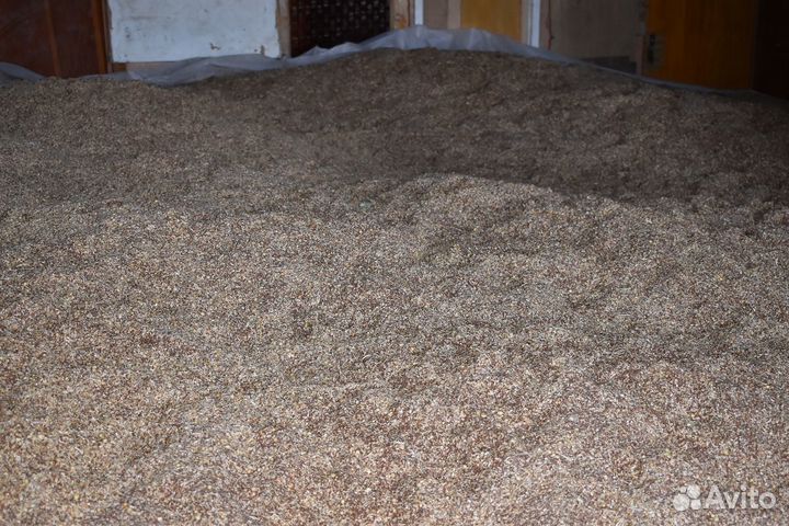 Лён масличный