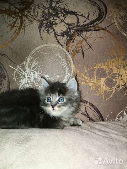 Мальчики и девочки