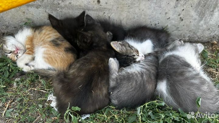 Котята в добрые руки