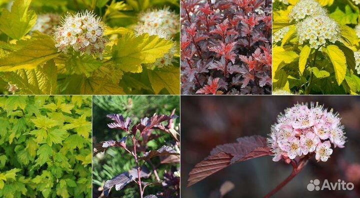 Саженцы садовых растений