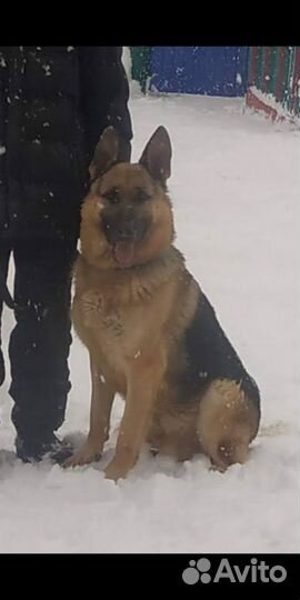 Восточноевропейская овчарка