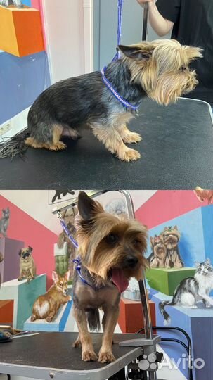 Грумер стрижка собак с выездом на дом