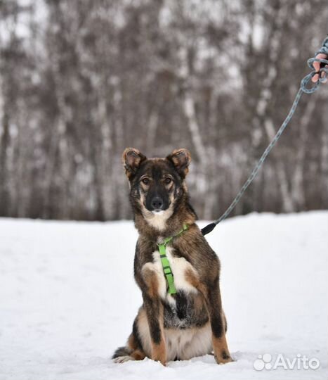 Милейшая собака грустит в приюте