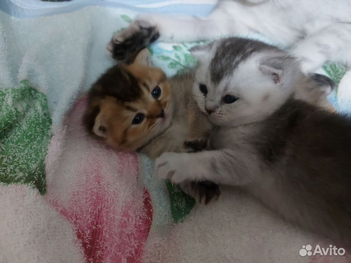 Котята Шиншиллы