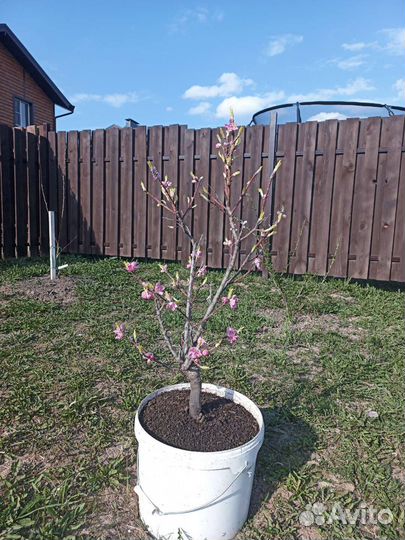 Саженцы персика